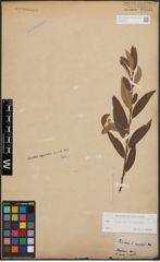 Foto von Salix cinerea L. x Salix viminalis L.